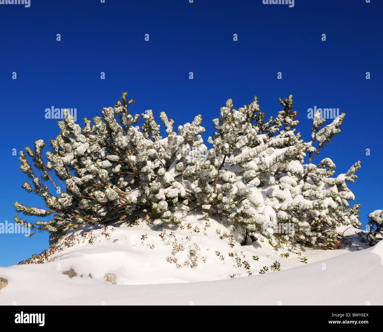 Mountain Pine covered in Snow, Steinplatte, Waidring, Tyrol, Austria Stock Photo