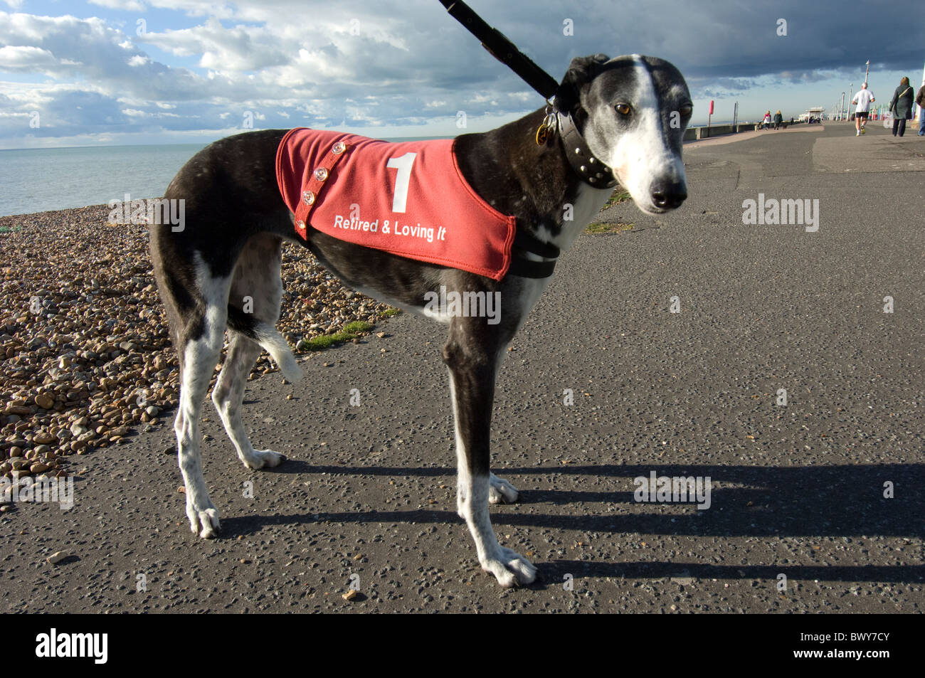 A greyhound on a walk on the seafront at Brighton Stock Photo