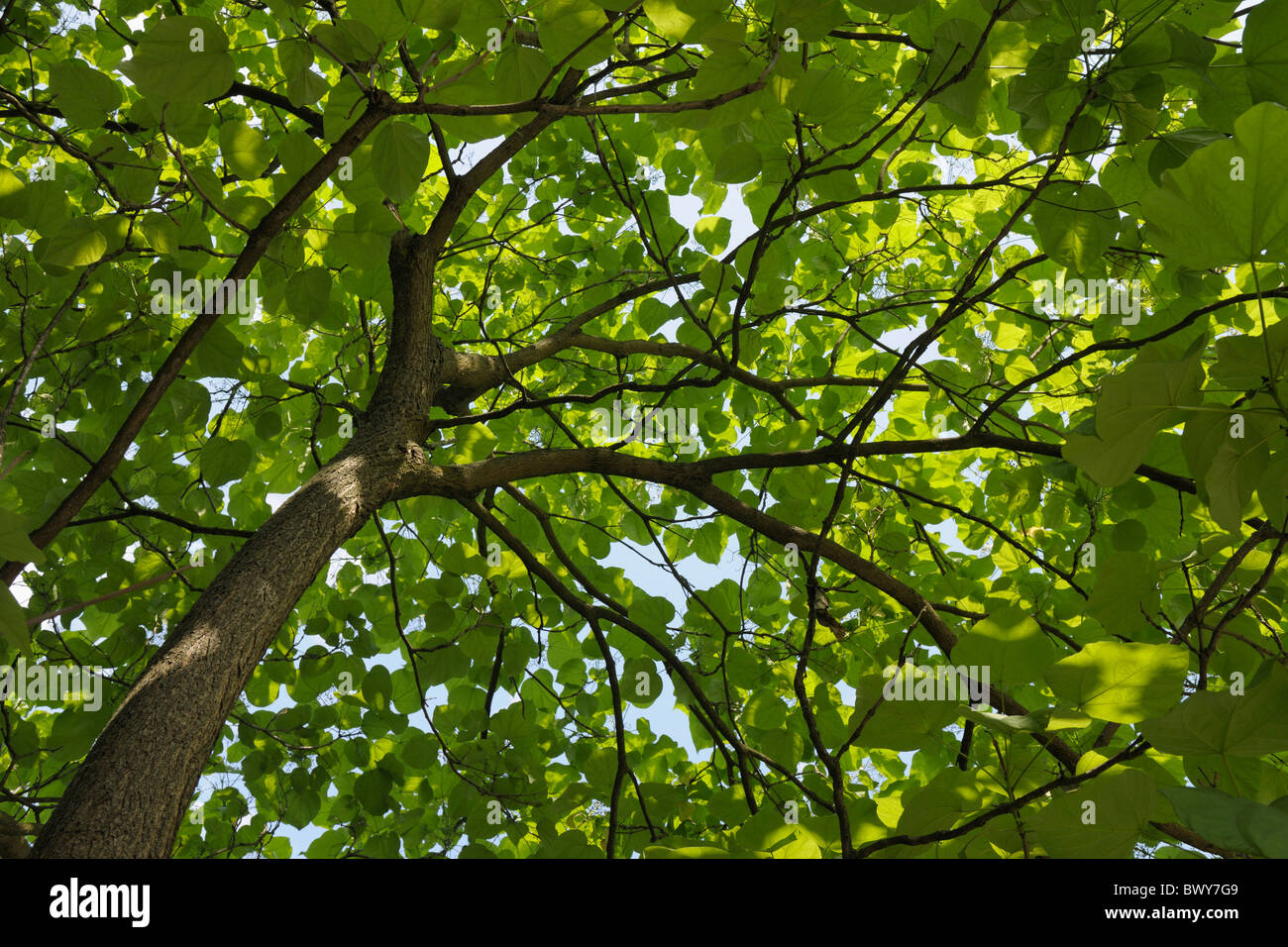 Indian Bean Tree, Bad Harzburg, Goslar, Harz, Lower Saxony, Germany Stock Photo