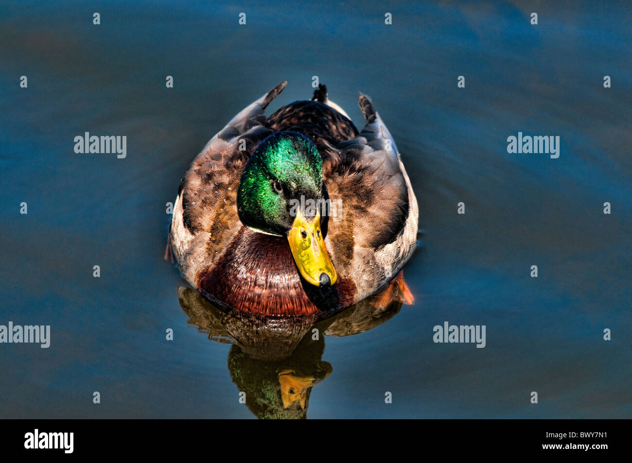 Reflections of duck hi-res stock photography and images - Alamy