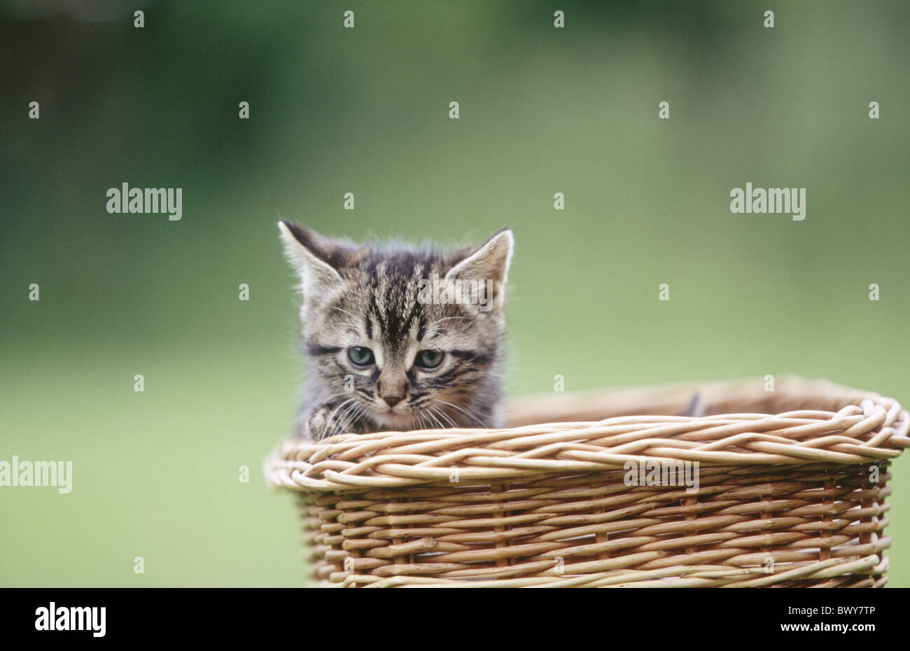 outside individual young animal beast cat basket domestic animal pet Stock Photo