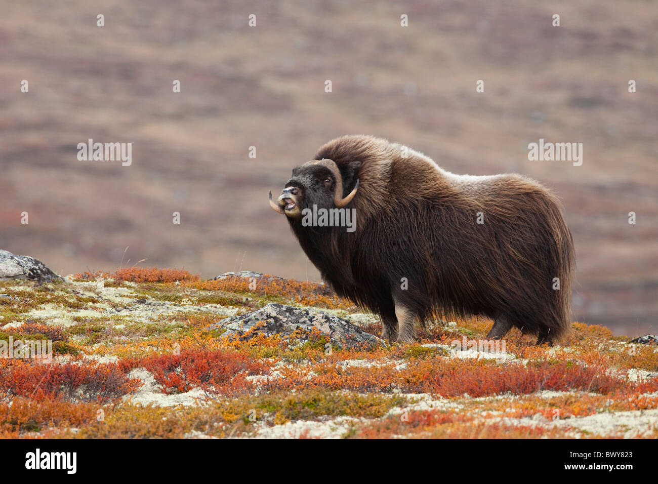 Bull Muskox on Tundra, Dovrefjell–Sunndalsfjella National Park, Norway  Stock Photo - Alamy