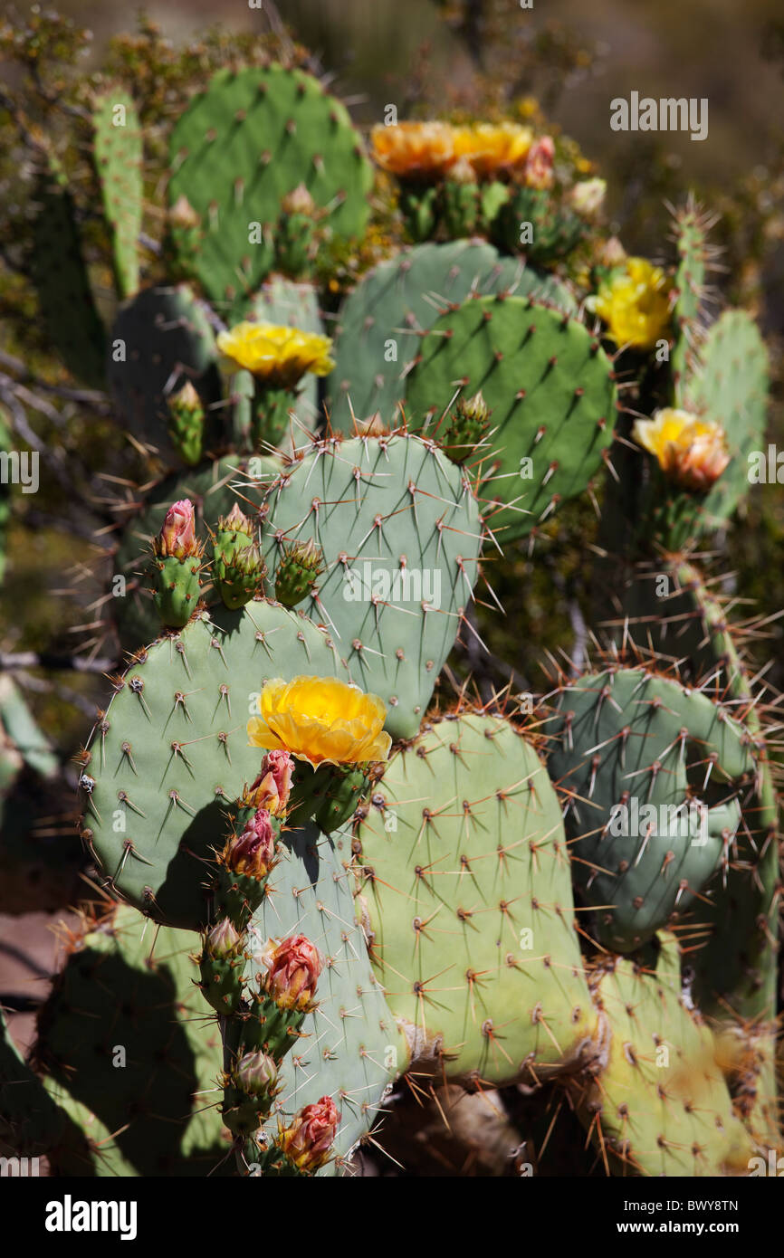 Flowering Prickly Pear Cactus, Arizona, USA Stock Photo Alamy