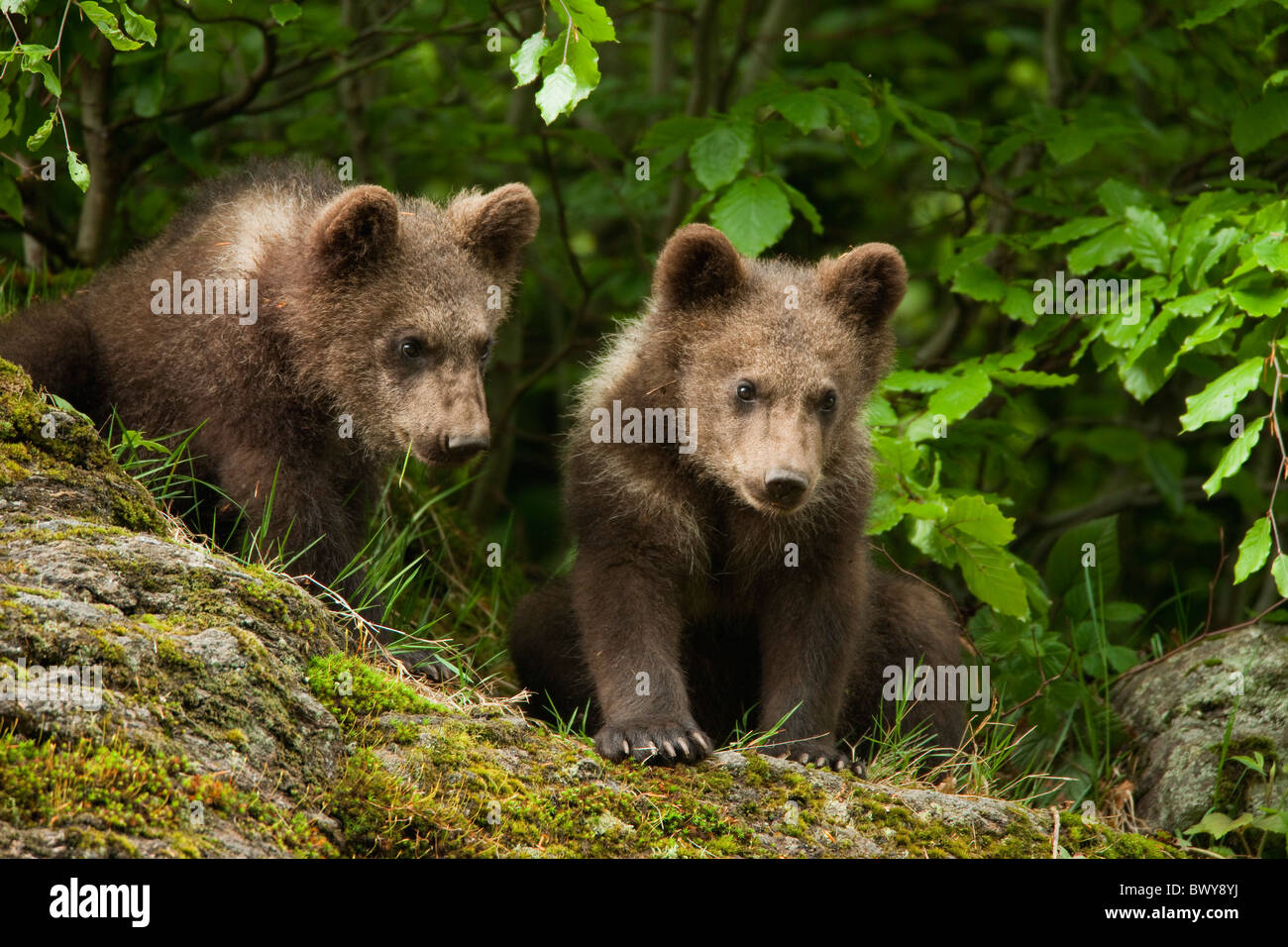 Brown Bear Cubs, Bavarian Forest National Park, Bavaria, Germany Stock Photo