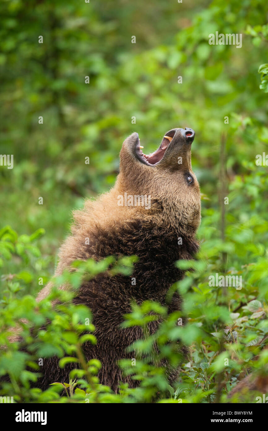 Bear roaring profile hires stock photography and images Alamy