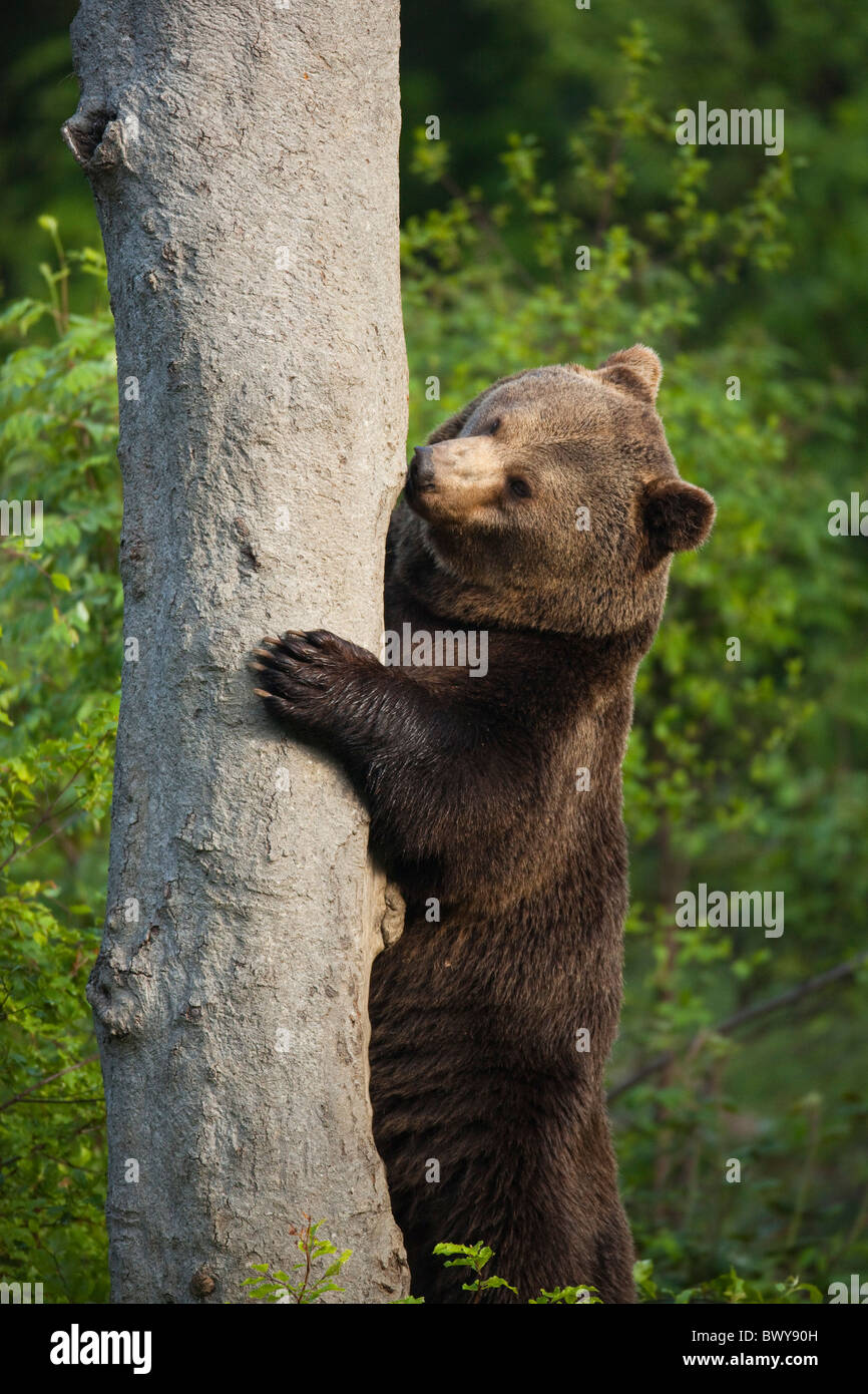 Brown Bear Standing by Tree Trunk, Bavarian Forest National Park, Bavaria, Germany Stock Photo