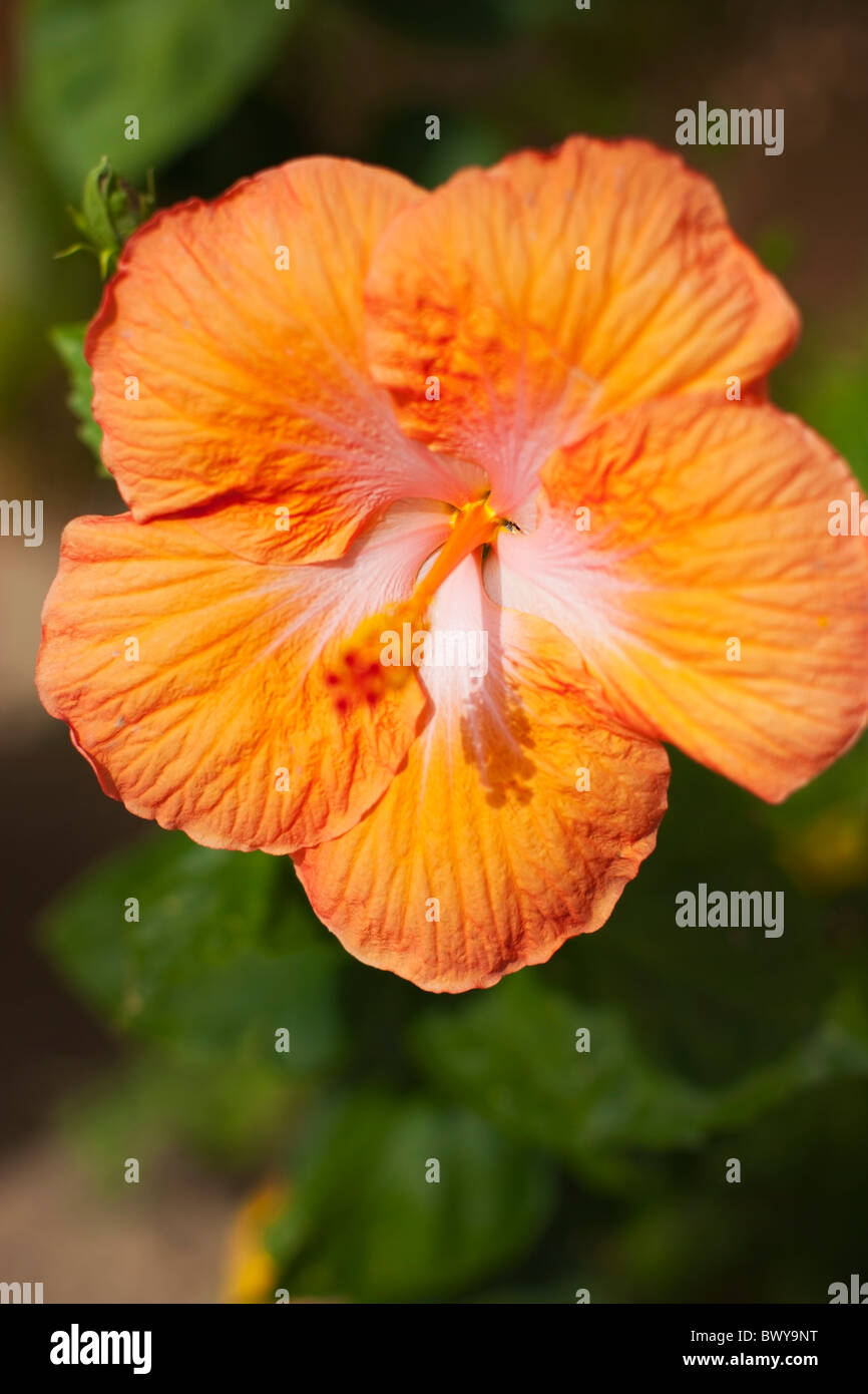 Hibiscus Flower, Baja California Sur, Mexico Stock Photo