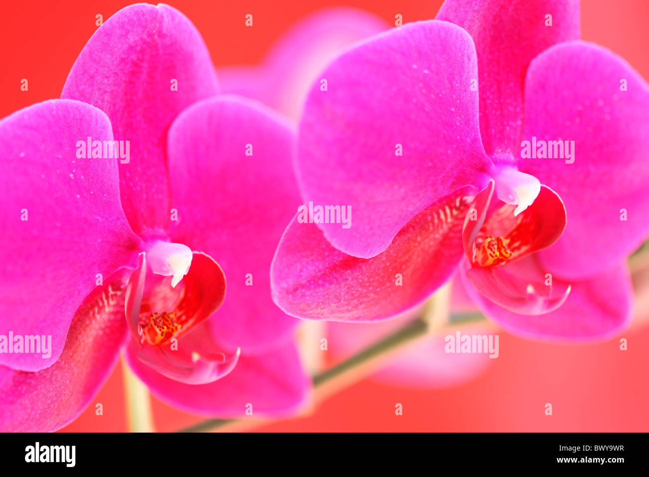bold pink moth orchid stem Jane-Ann Butler Photography JABP878 Stock Photo