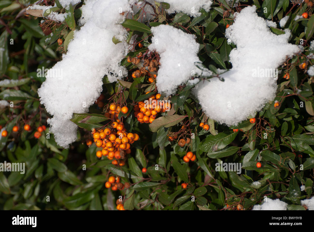 Pyracantha (Orange Glow) in winter with snow resting on the branches Stock Photo