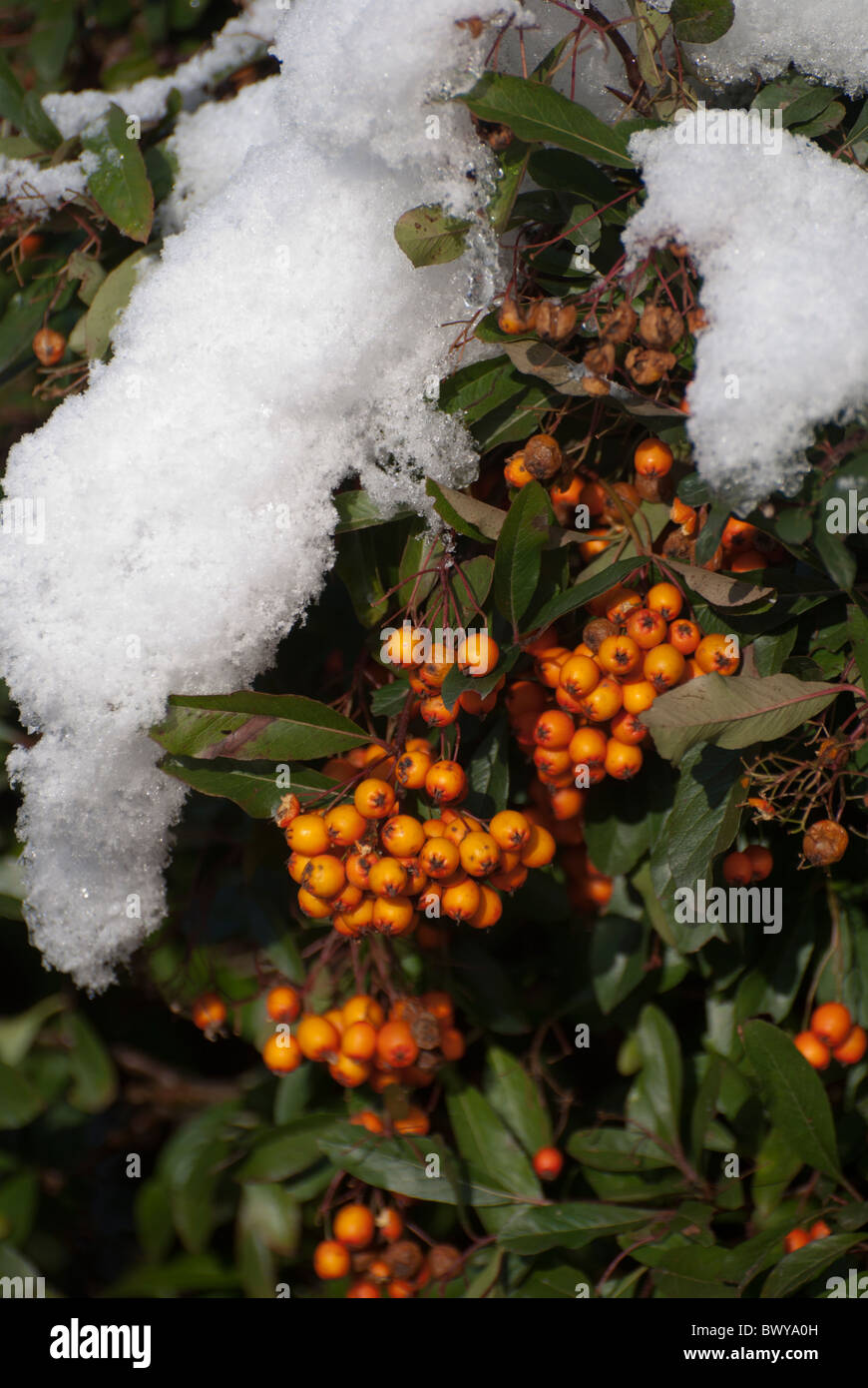Pyracantha (Orange Glow) in winter with snow resting on the branches Stock Photo
