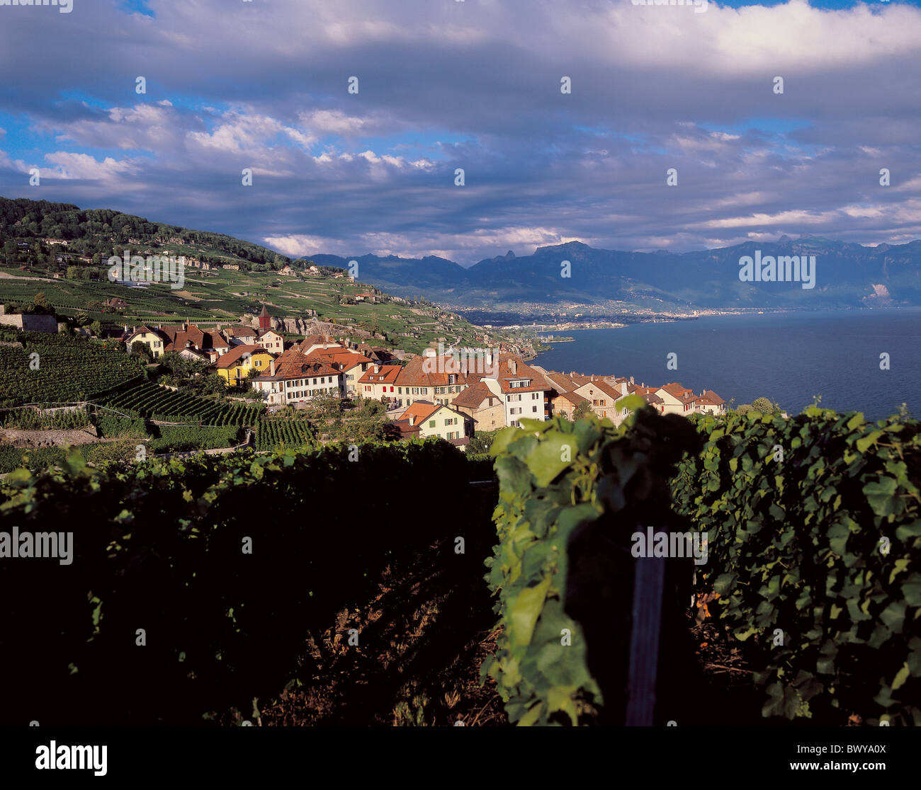 Switzerland Europe Vaud Rivaz vineyards evening light cloud mood Stock Photo