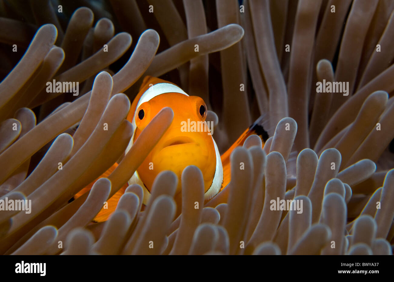 Western-clown-anemonefish Amphiprion-ocellaris Stock Photo