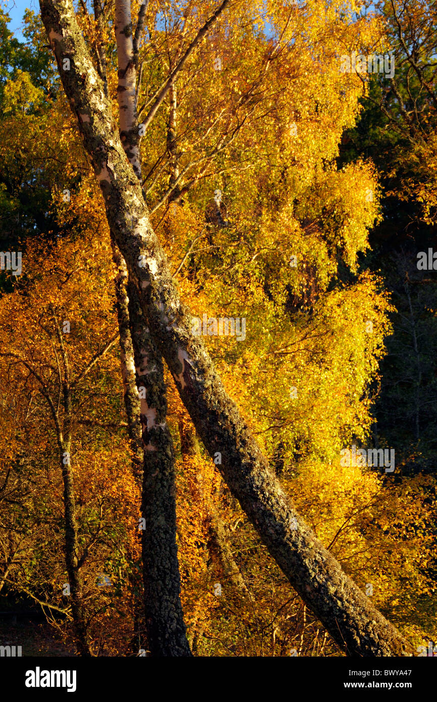 Autumn gold Stock Photo