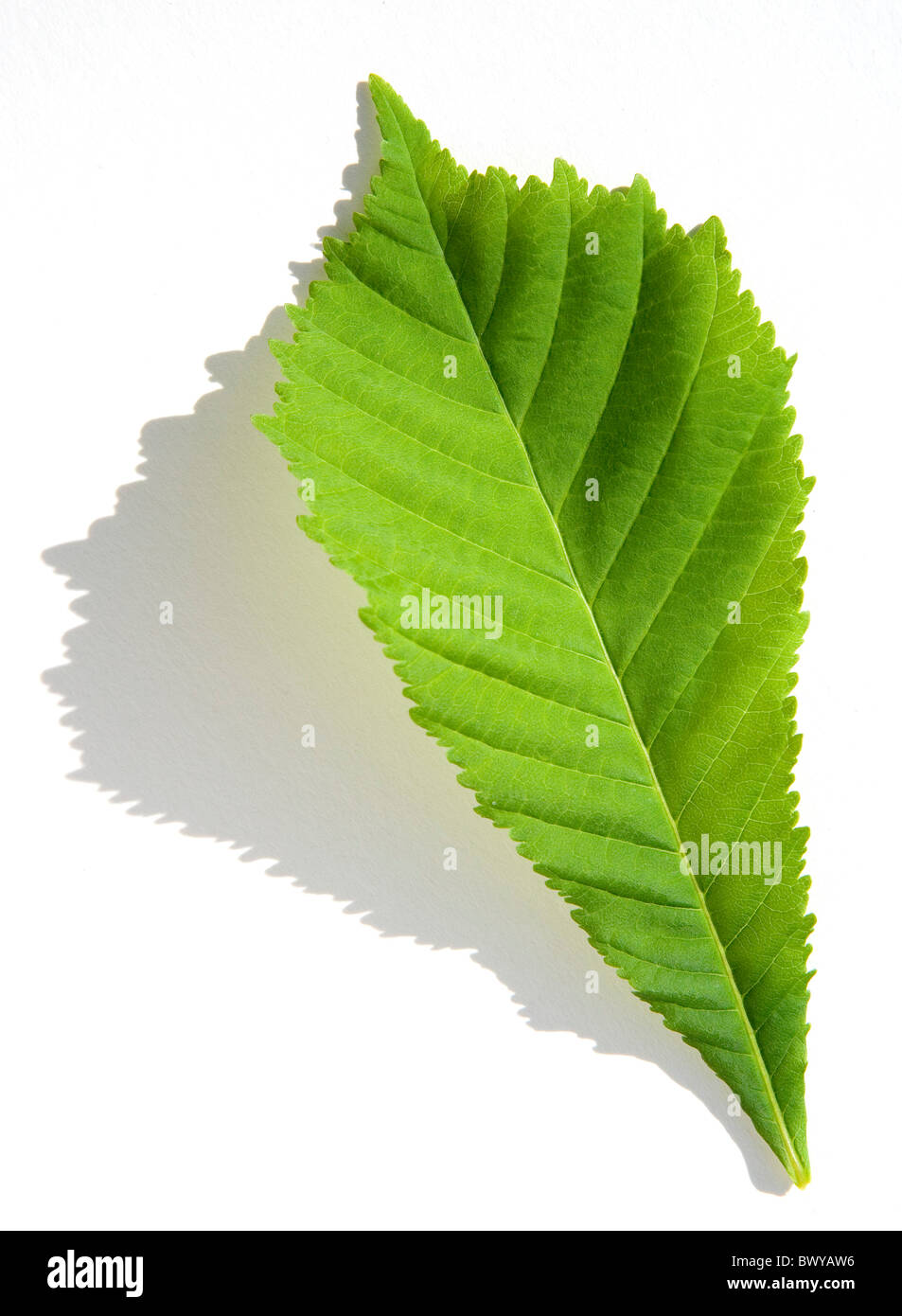 single green tree leaf on white background Stock Photo Alamy