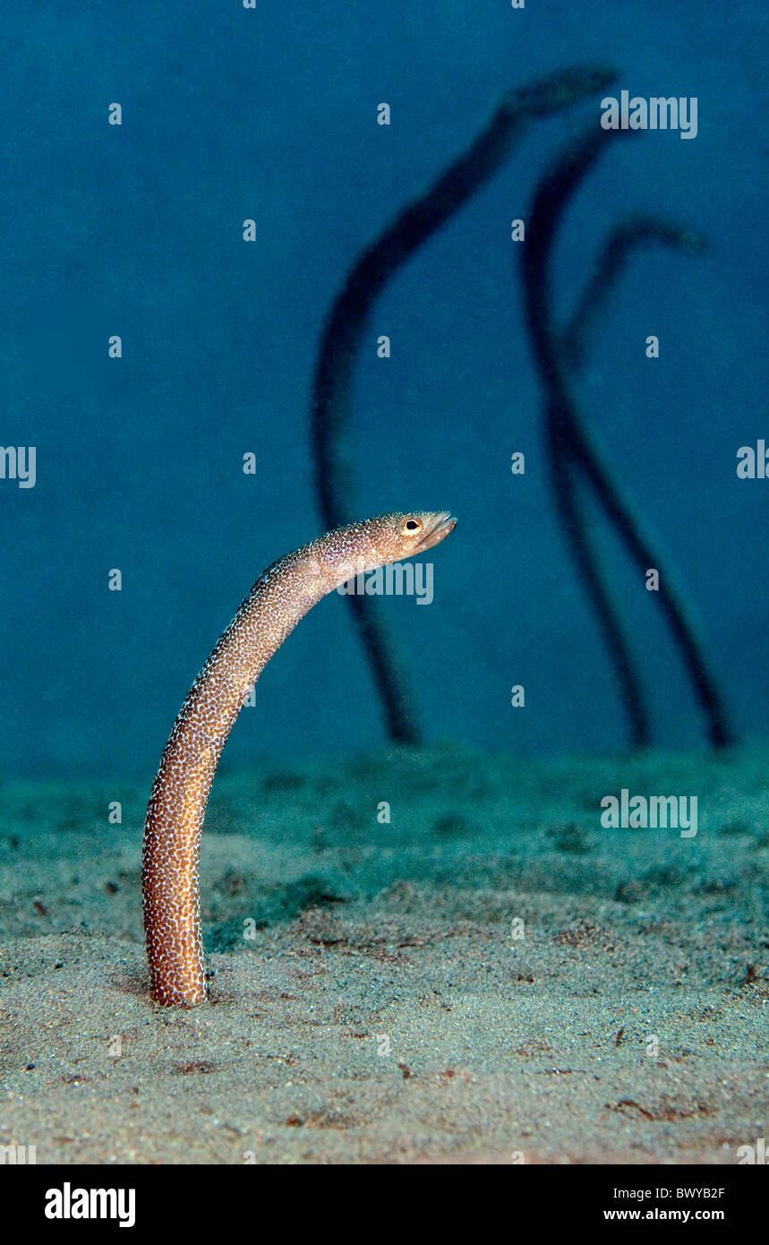Garden-eel Heteroconger-enigmaticus Stock Photo