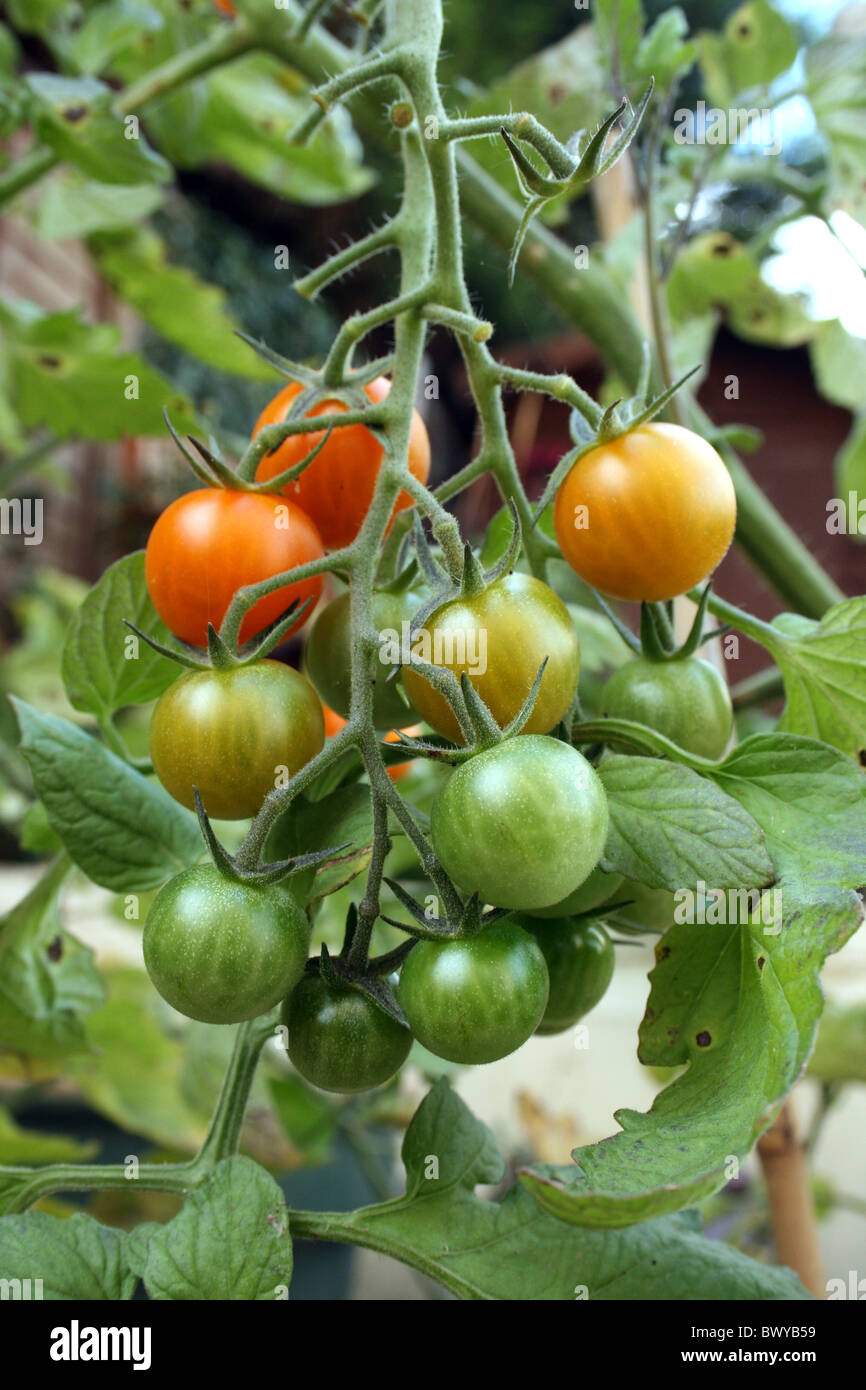 Tomatoes ripening on the vine Stock Photo Alamy