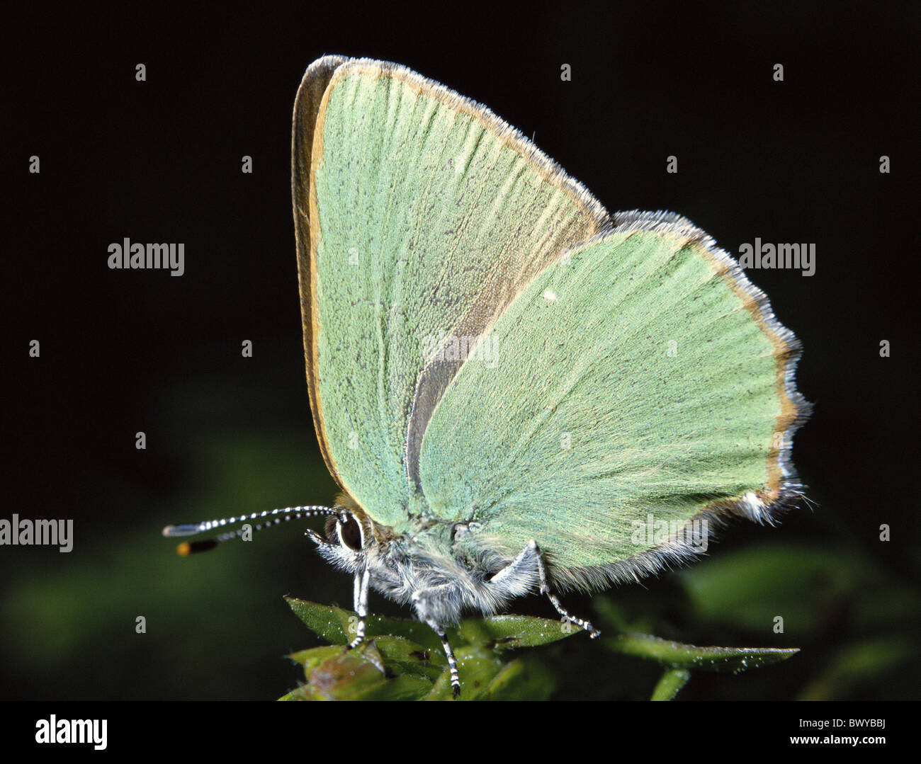 bud green hairstreak butterfly Callophrys rubi green wing butterfly insect Stock Photo