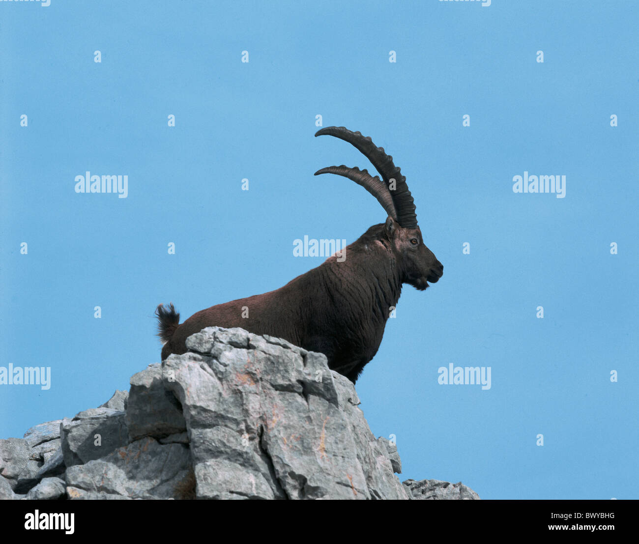 The male animals hi-res stock photography and images - Alamy