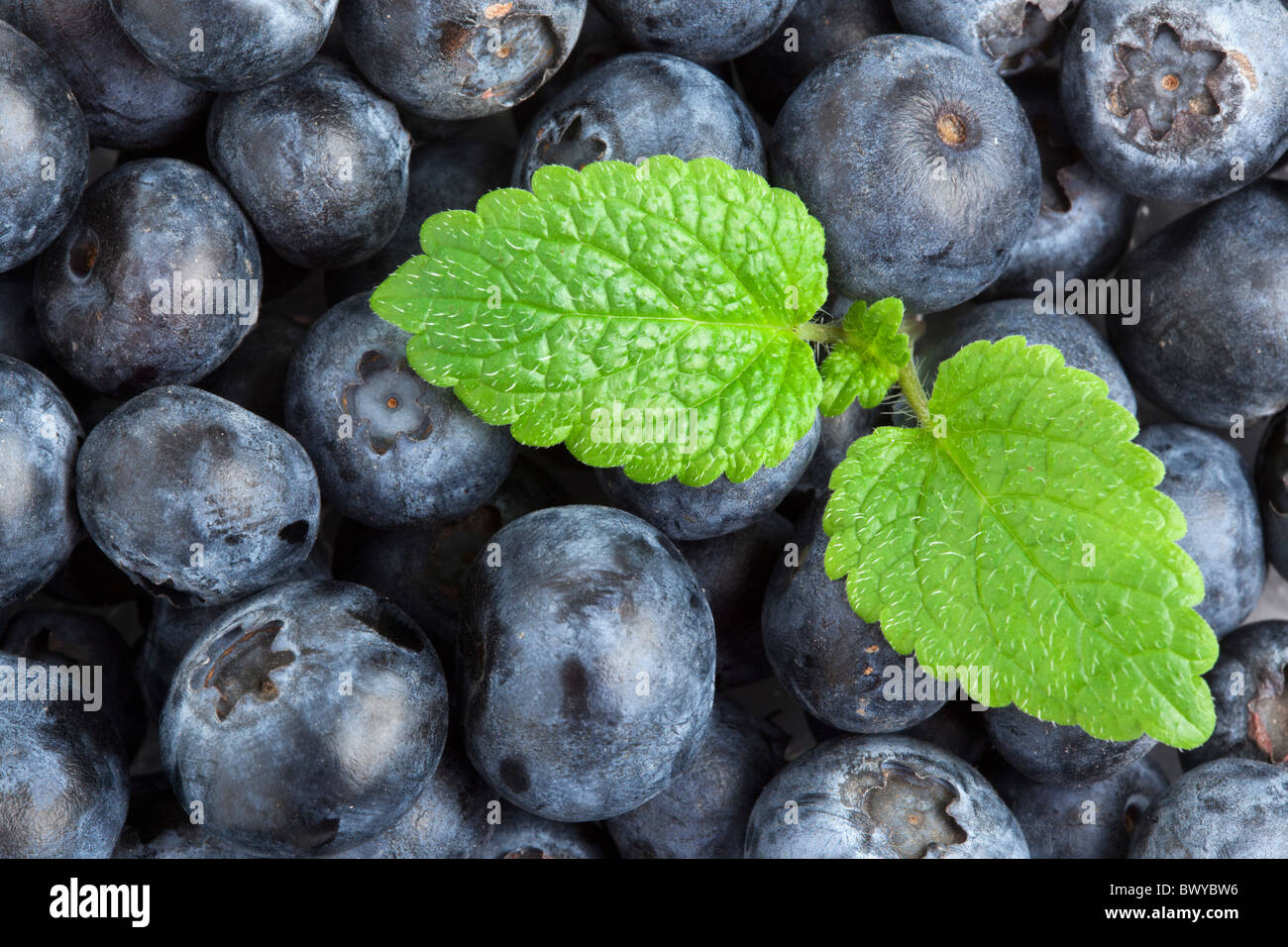 blueberry background with mint leaves Stock Photo