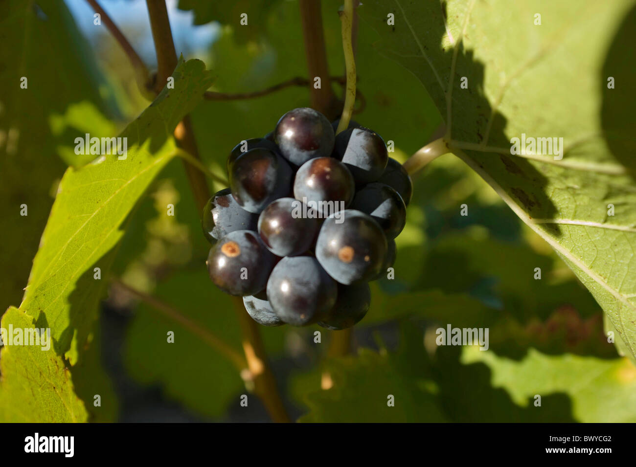 grapes with brown spots Stock Photo Alamy