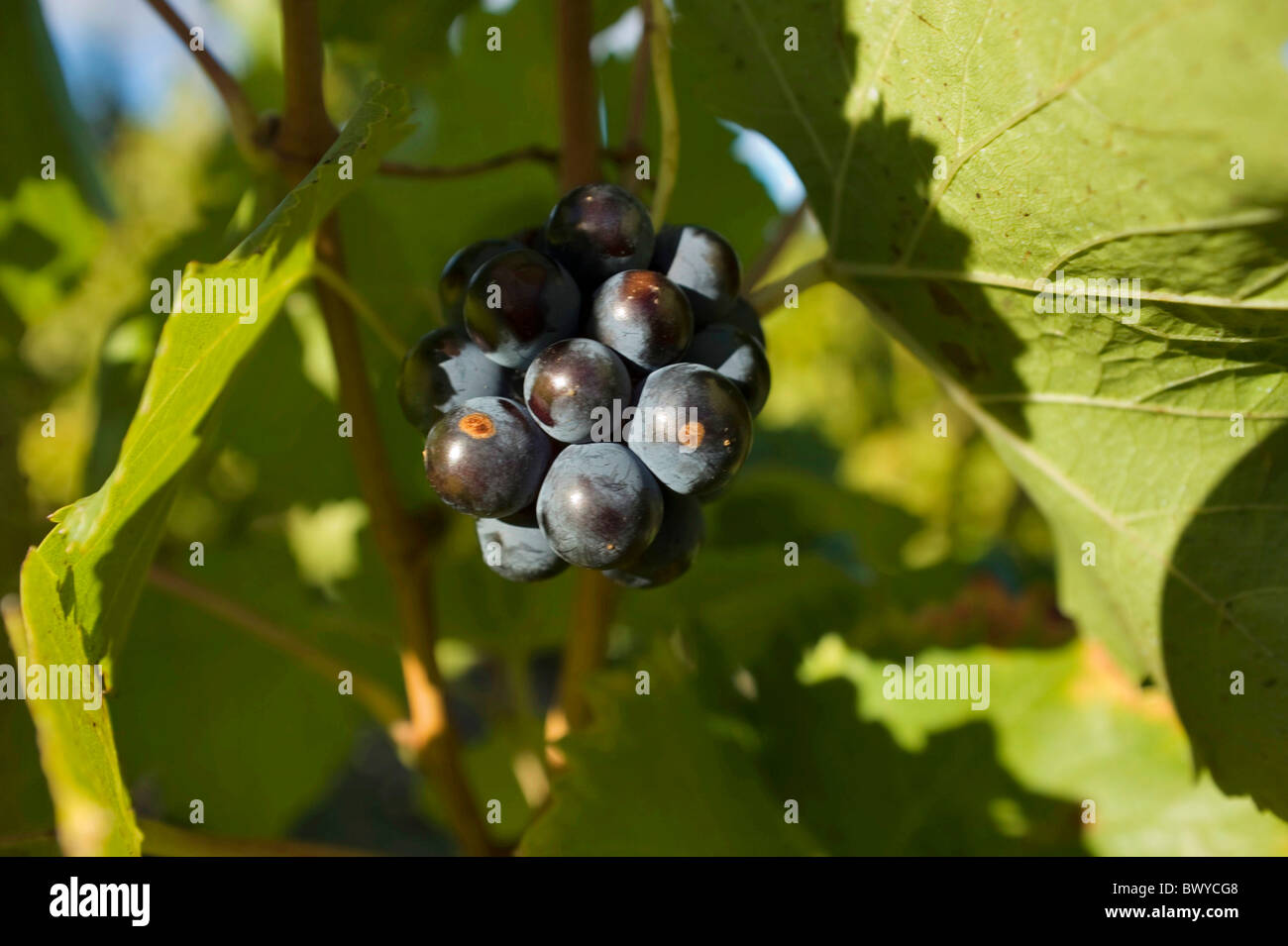 Grapes with brown spots Stock Photo Alamy