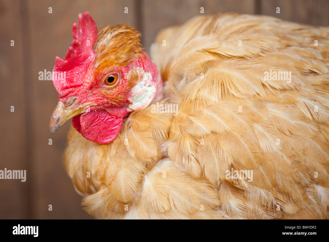 Chicken in Kibera slums, Nairobi, Kenya Stock Photo