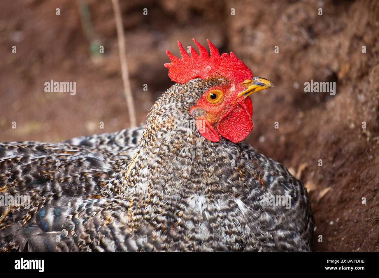 Chicken in Kibera slums, Nairobi, Kenya Stock Photo - Alamy