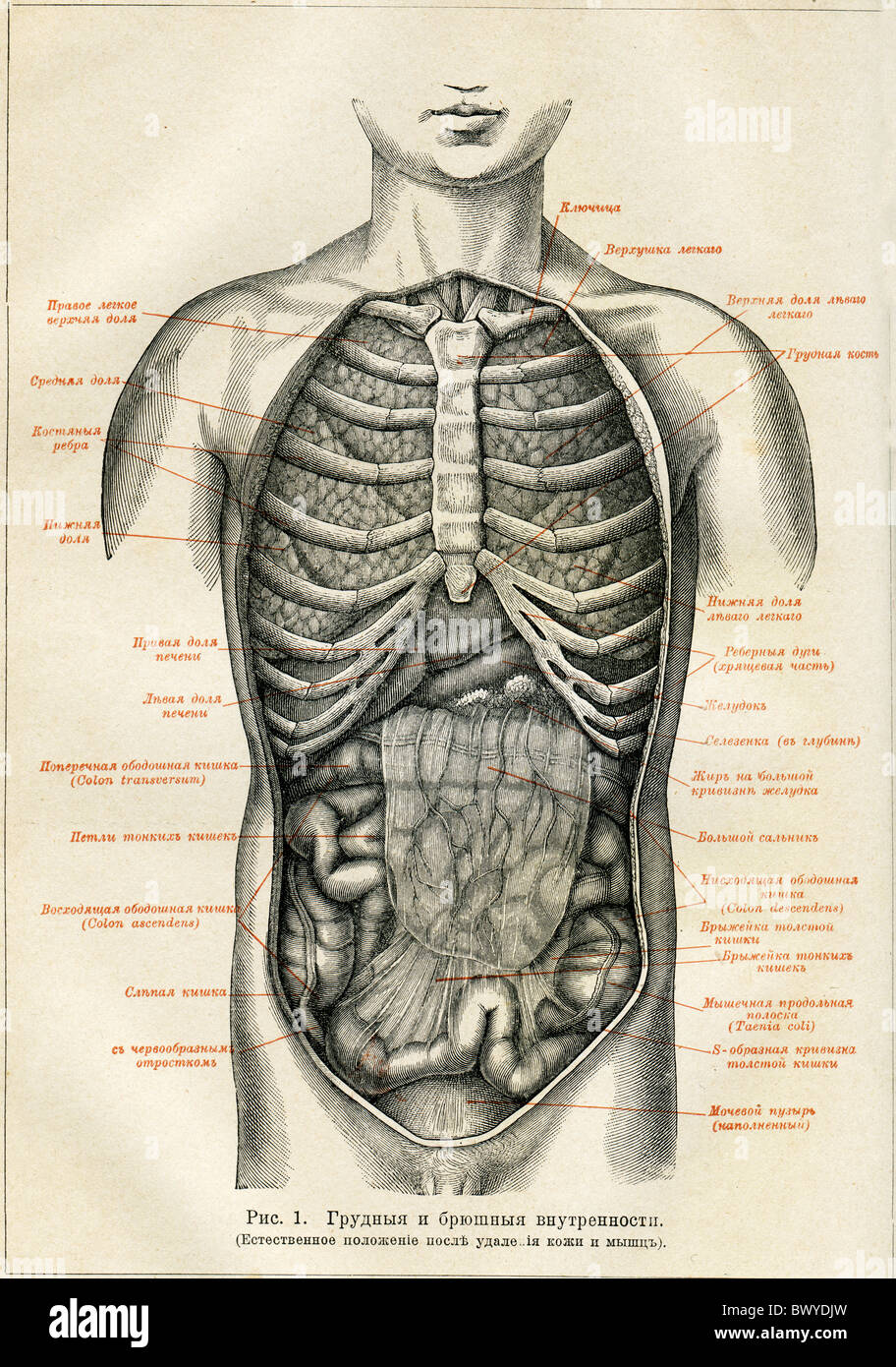 Internal organs of a human - an illustration of the encyclopedia publishers Education, St. Petersburg, Russian Empire, 1896 Stock Photo