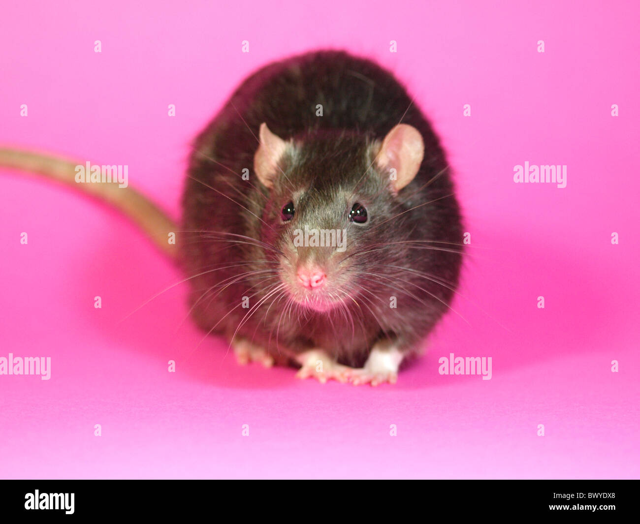Fancy rat, UK Stock Photo