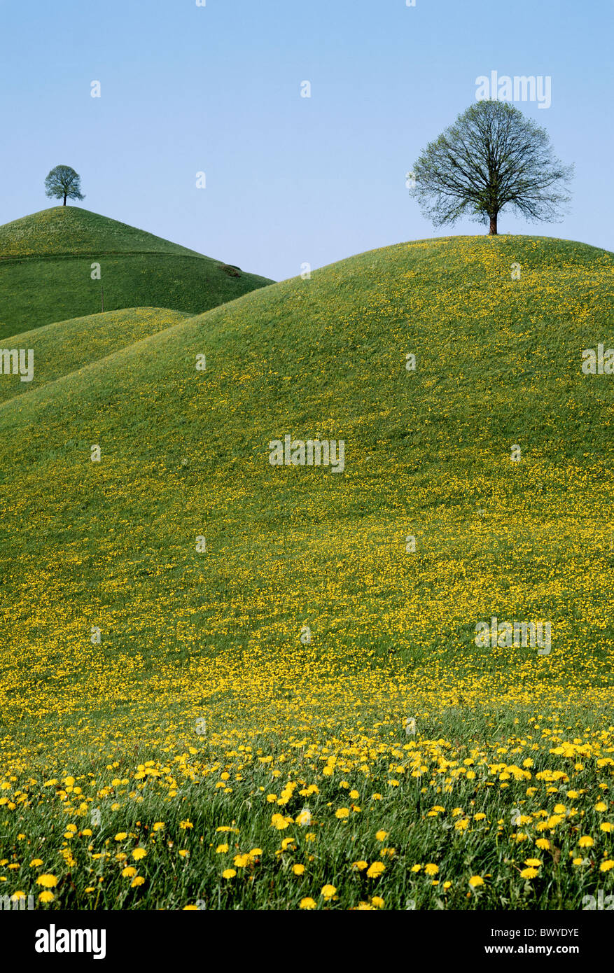 Dandelion meadows hi-res stock photography and images - Alamy
