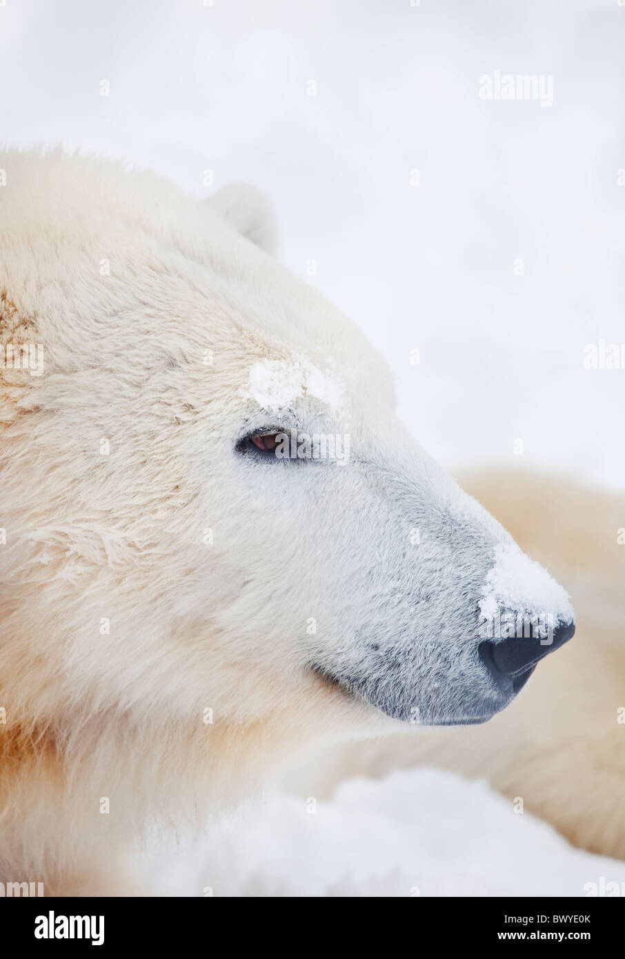Polar-bear.Orsa.Sweden Stock Photo