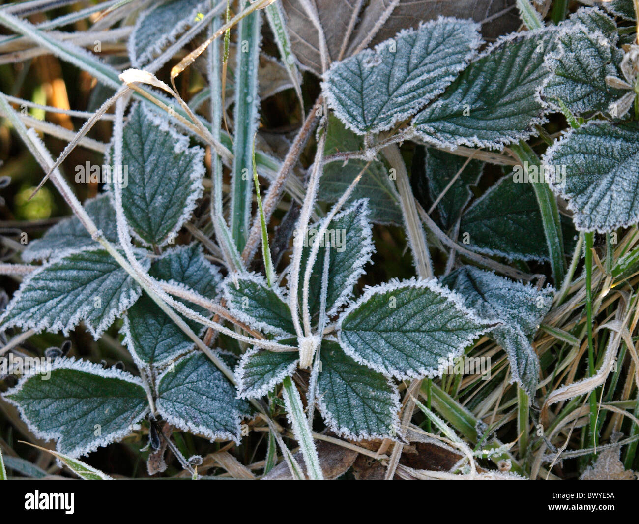 Frozen bramble leaves hi-res stock photography and images - Alamy