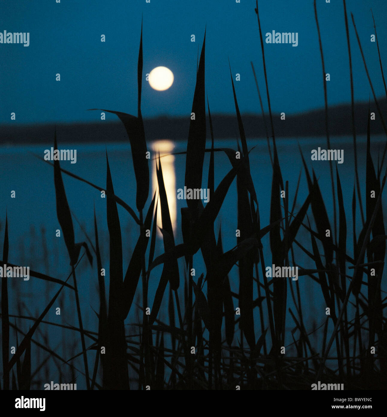 body of water moon night at night reed Sweden Europe lake sea Sigtuna ...