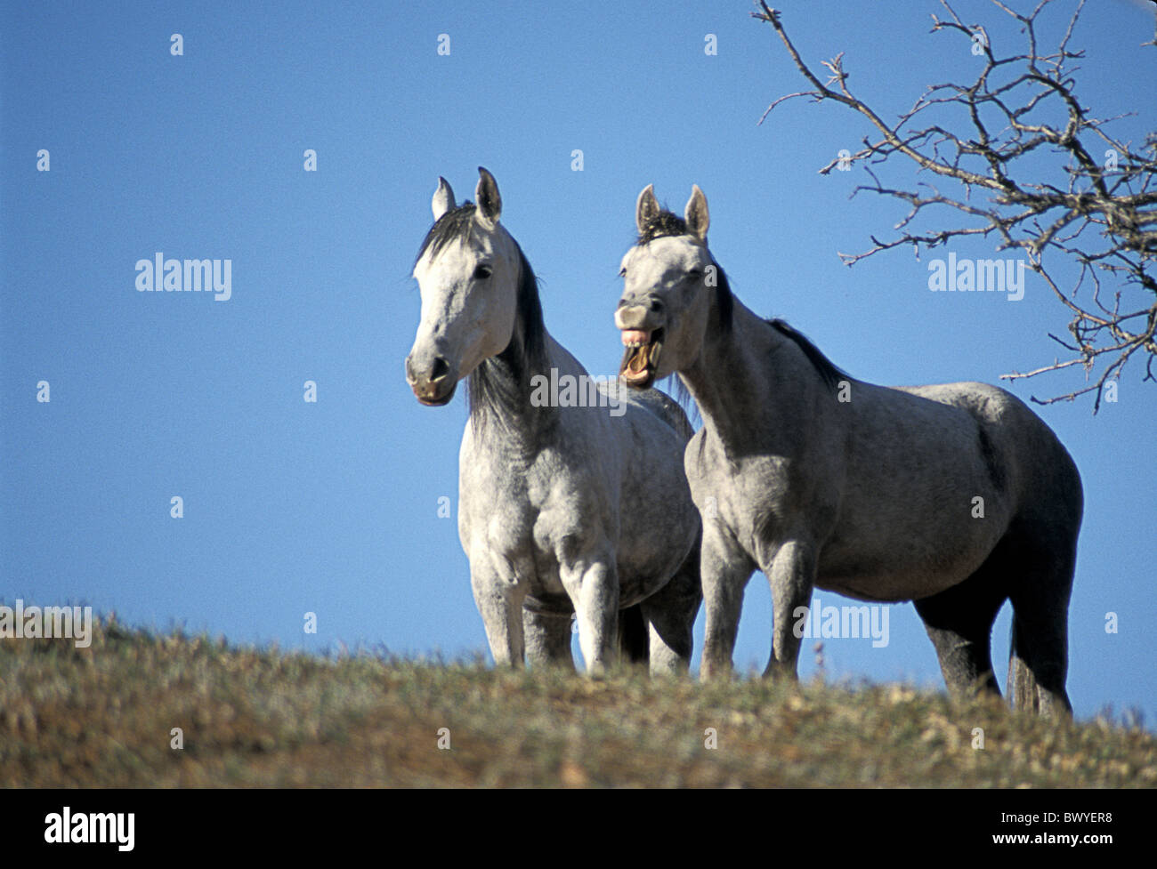 animal animals horse mildews neigh neighing Sundance two moulds USA America United States Wyoming Stock Photo