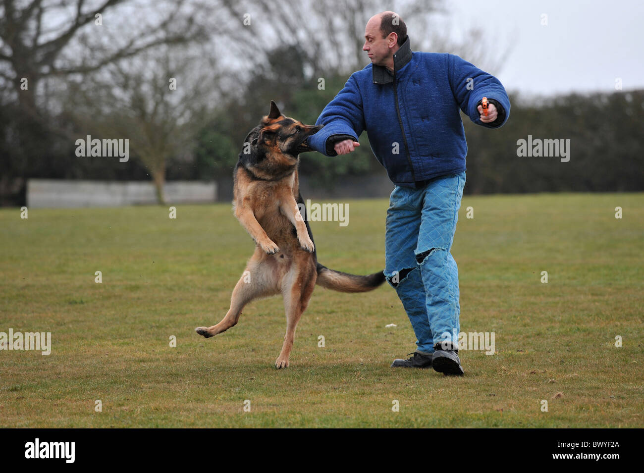 german shepherd police dog in action