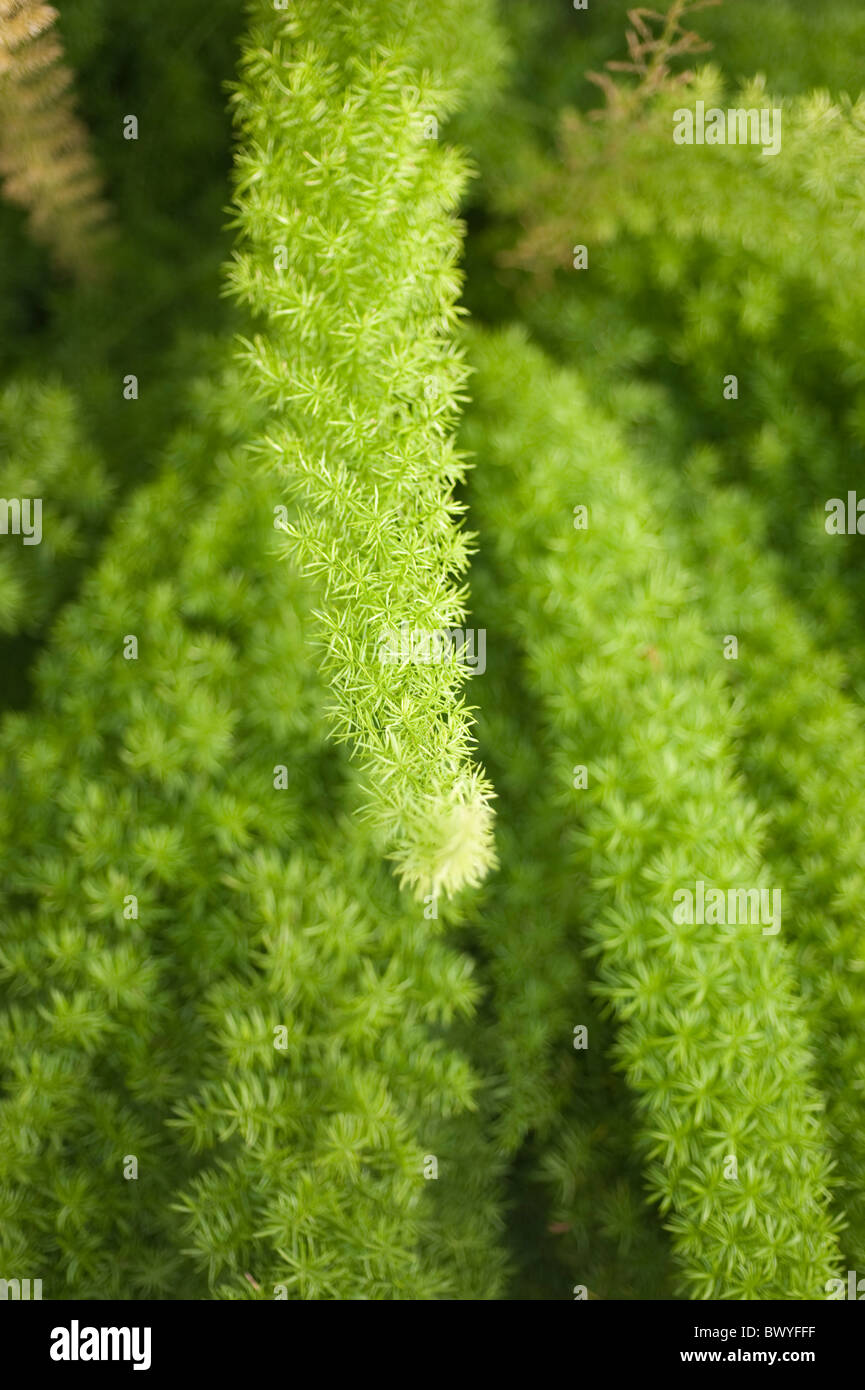 Asparagus densiflorus ‘Myersii’ Stock Photo Alamy