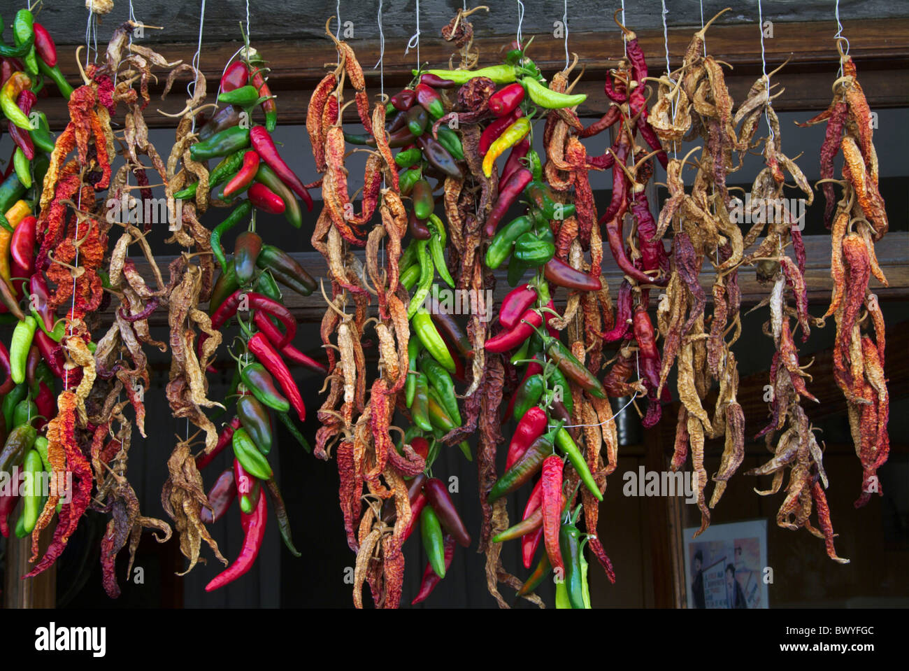 chilli dry drying food hanging island isle Italy Europe Lipari paprika