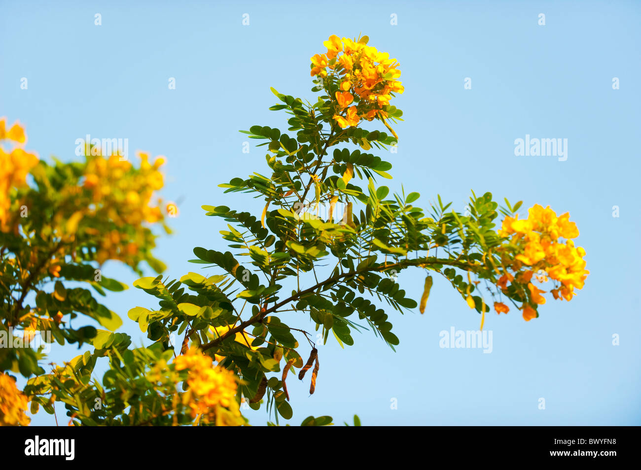 Tamarind Flowers High Resolution Stock Photography And Images Alamy