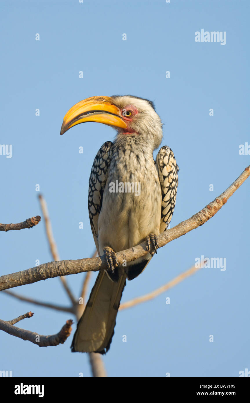 Southern Yellow-Billed Hornbill (Tockus leucomelas), Kruger National Park, South Africa Stock Photo