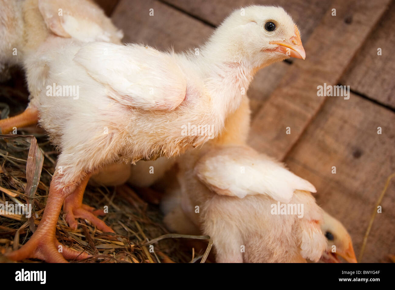 Chicks in chicken coop on chicken farm Stock Photo Alamy