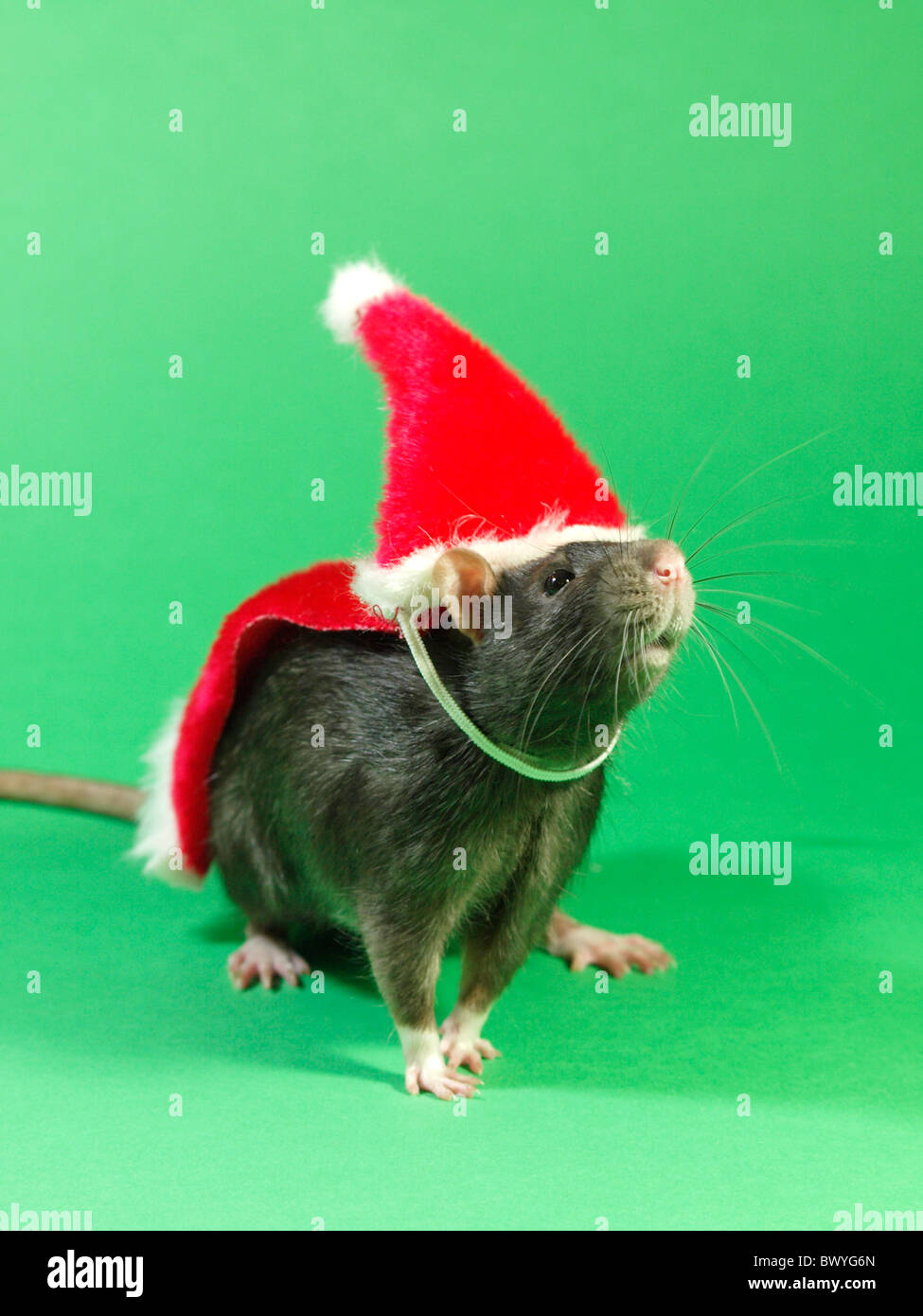 Santa rat, UK Stock Photo
