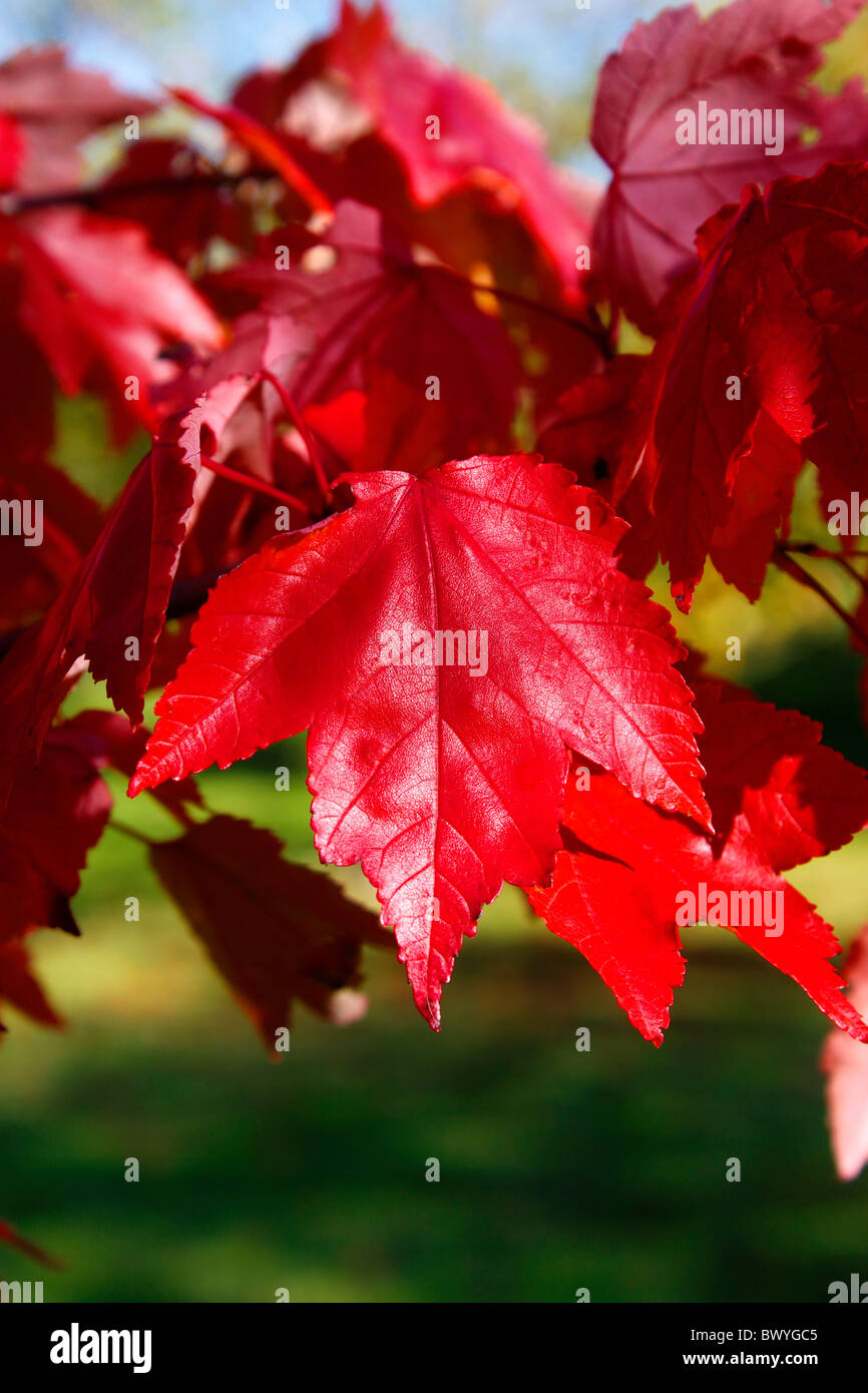 acer-rubrum-october-glory-maple-in-autumn-uk-stock-photo-alamy