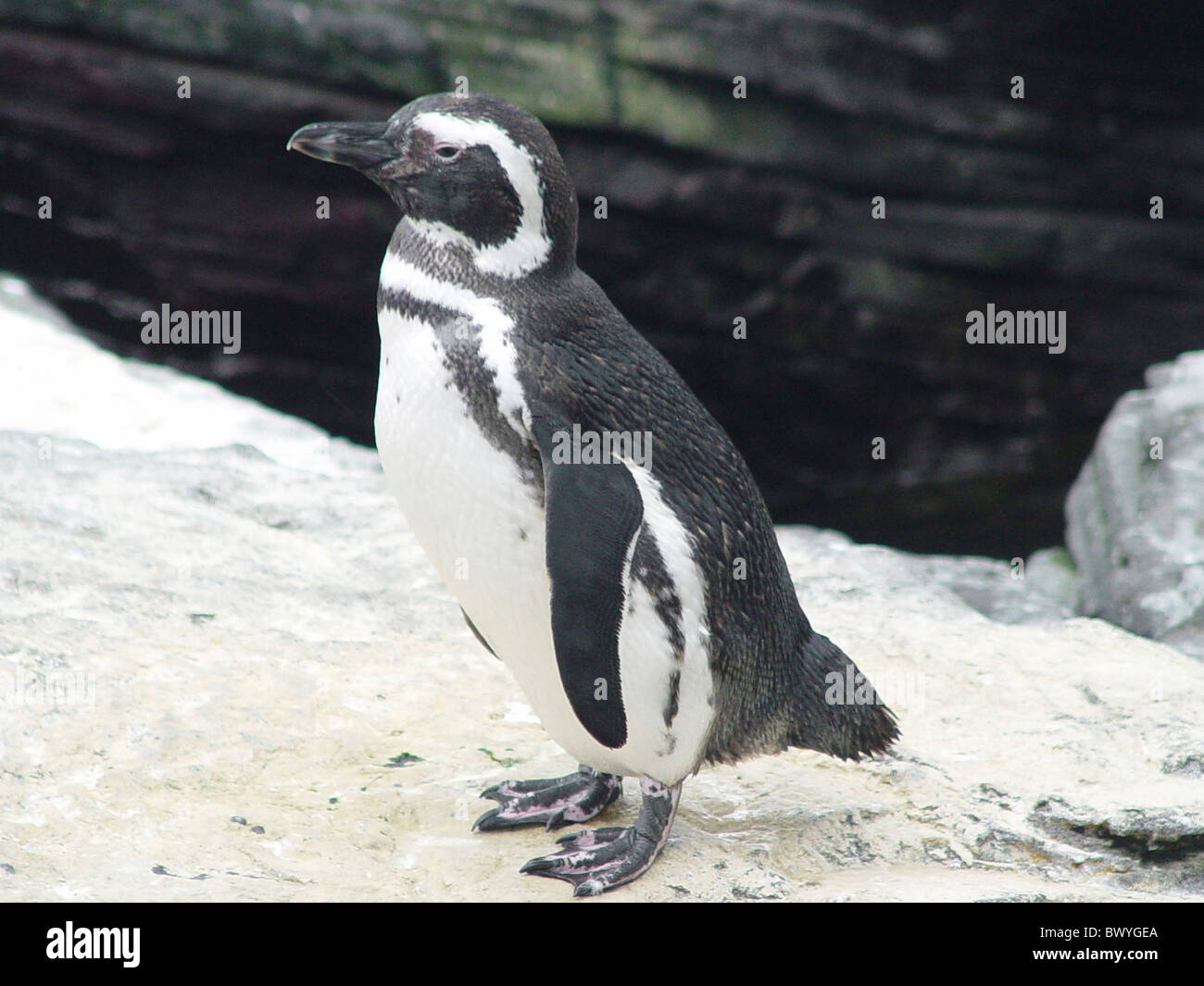 Lisbon Magellanpinguin Oceanario penguin Portugal profile Spheniscus magellanicus stand animal beast anima Stock Photo