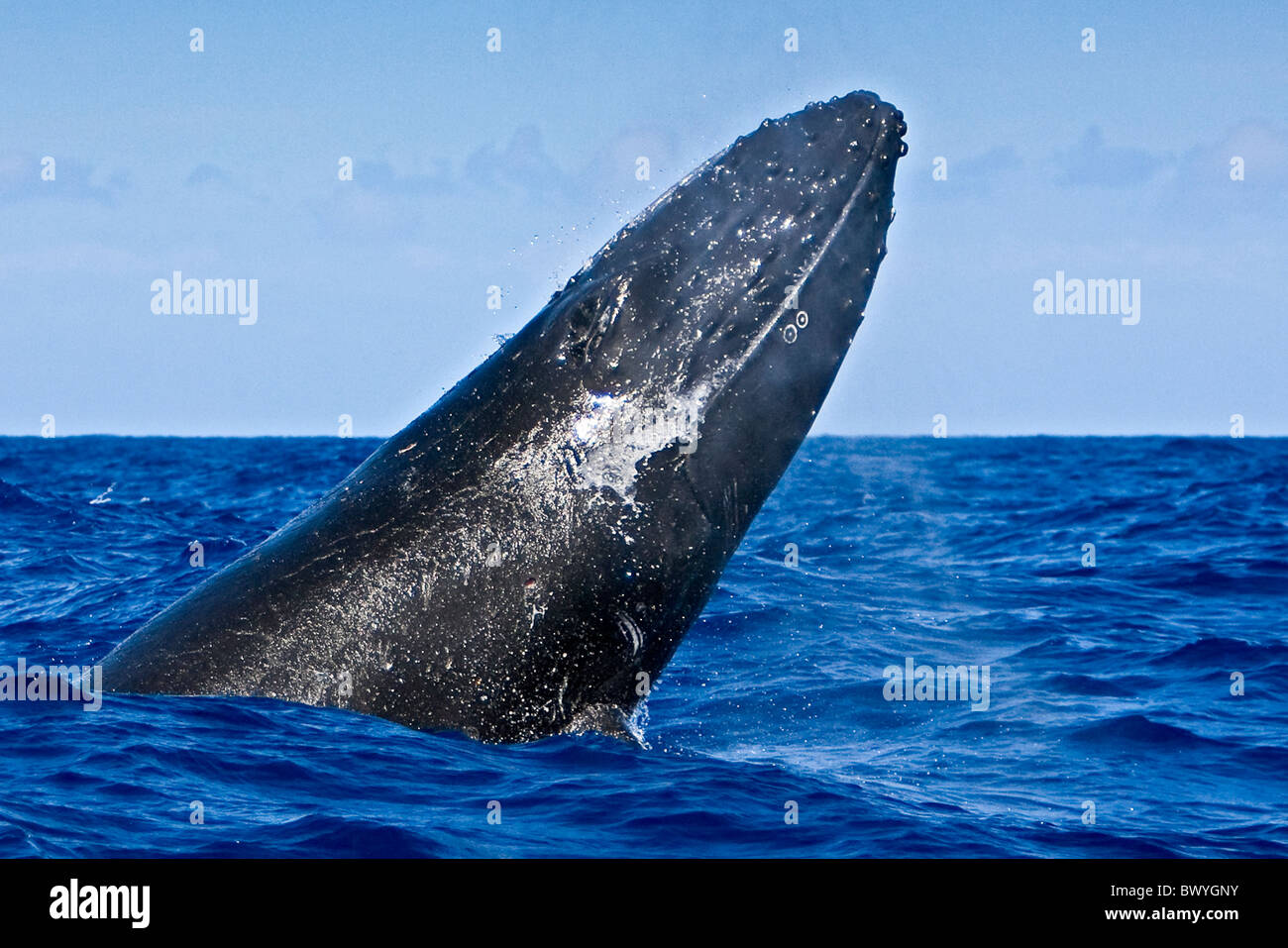 humpback whale, Megaptera novaeangliae, breaching, Hawaii, USA, Pacific Ocean Stock Photo