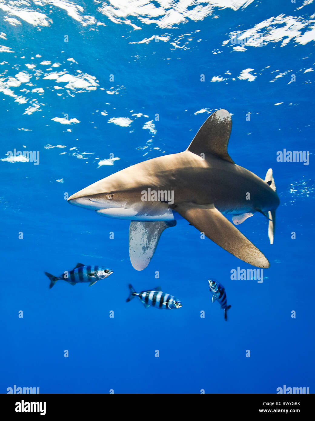 oceanic whitetip shark, Carcharhinus longimanus, with pilot fish, Naucrates ductor, Kona Coast, Big Island, Hawaii, USA, Pacific Stock Photo