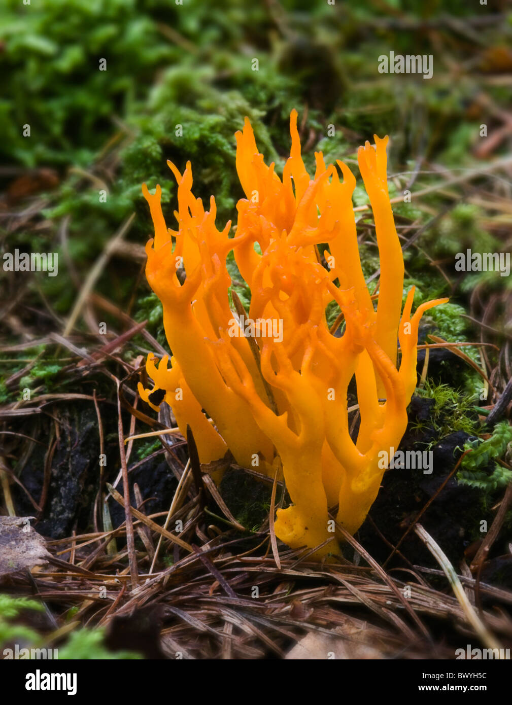 Calocera viscosa (Yellow Staghorn) Stock Photo