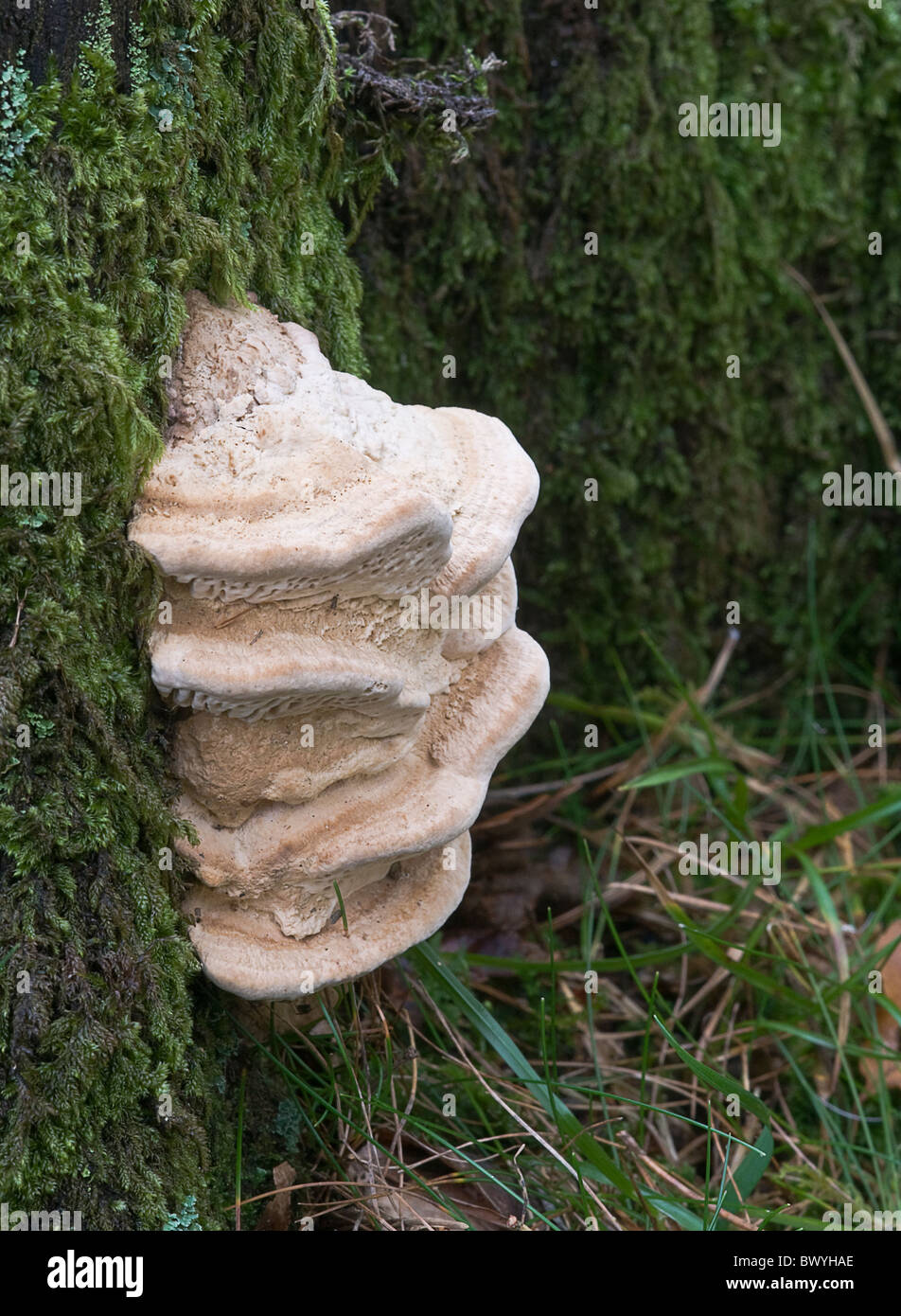 Bracket fungus known as Daedaelea quercina (Oak mazegill) Stock Photo