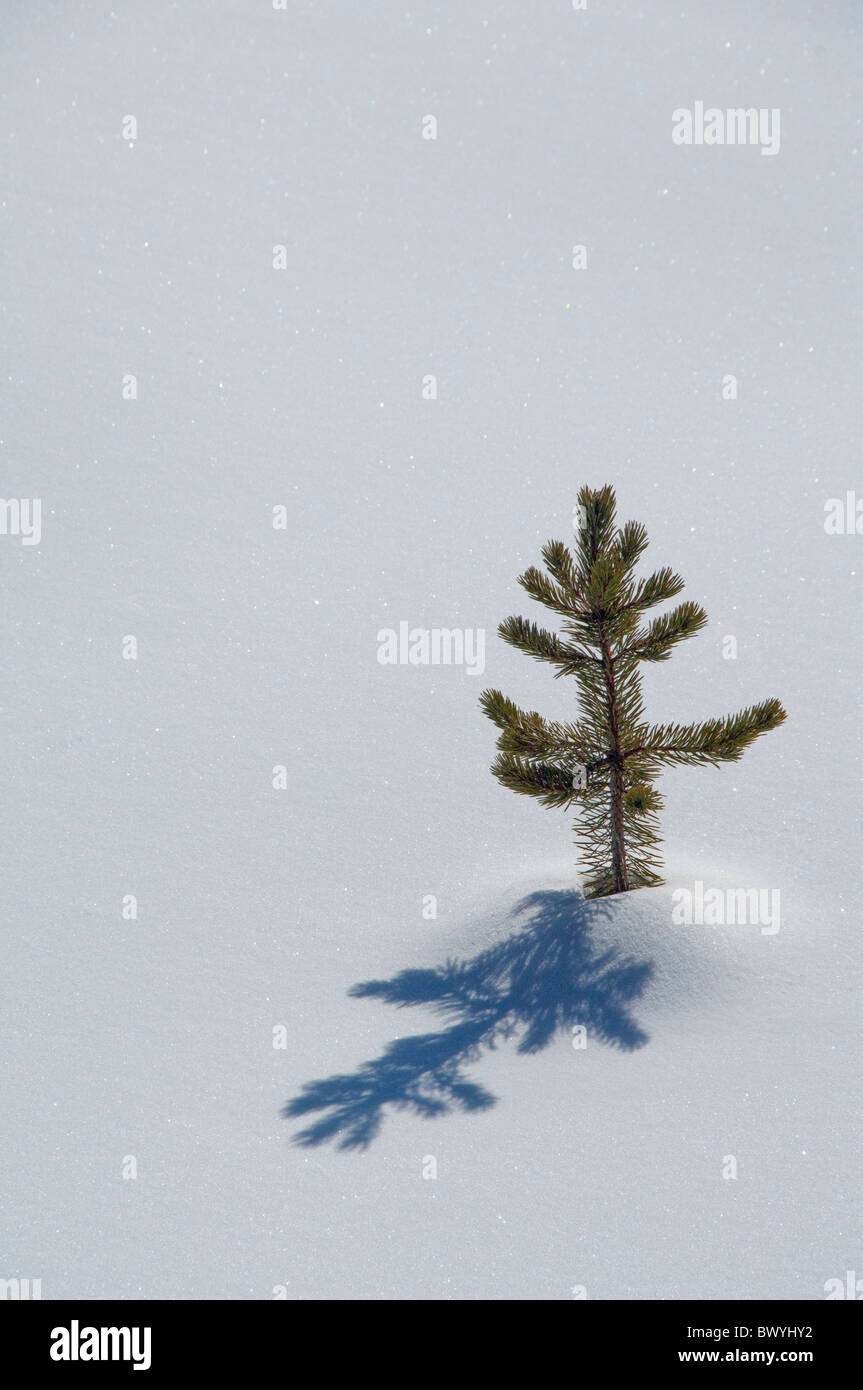 USA, Wyoming. Yellowstone National Park in winter. Lone baby pine tree in snow. Stock Photo