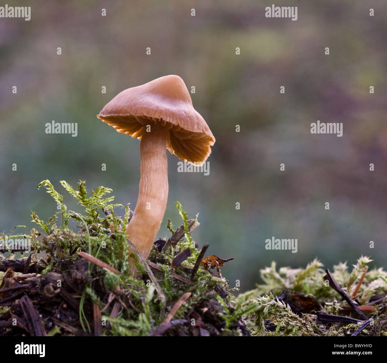 Fungi genus hi-res stock photography and images - Alamy