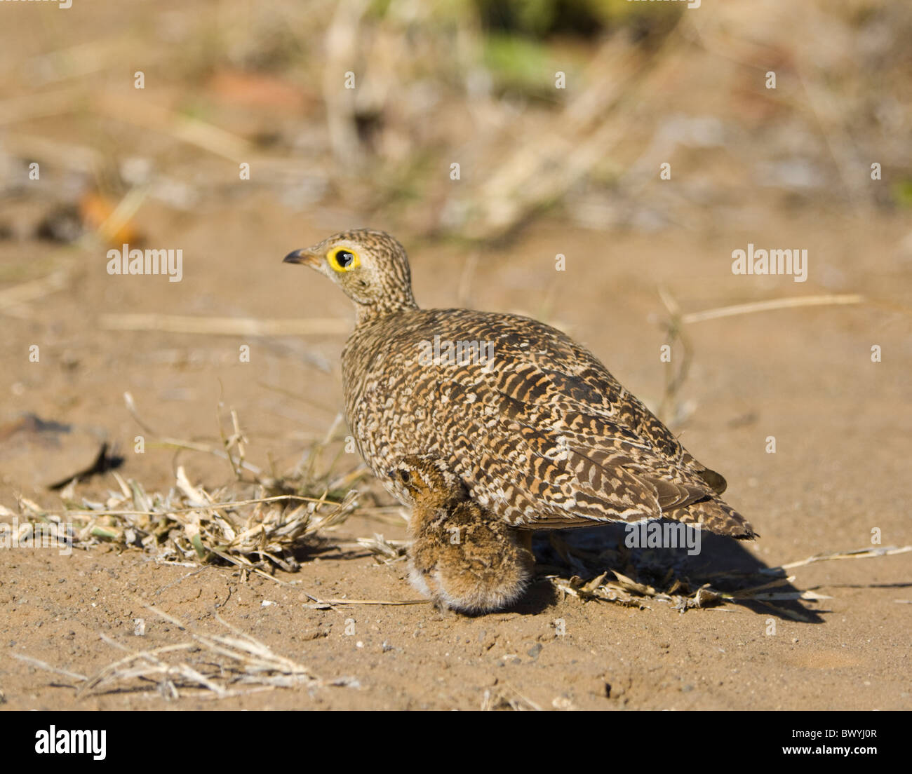 DoubleBanded Sandgrouse Pterocles bicinctus Kruger National Park South